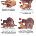 Todo lo que debes saber sobre la duración del celo en los gatos machos