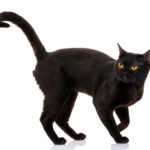 Todo lo que debes saber sobre la fascinante raza de gato Bombay