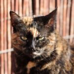 Todo lo que debes saber sobre la fascinante raza de gatos carey