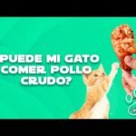 ¿Es seguro darle huesos de pollo a mi gato?