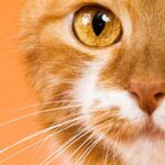 ¡Guía Completa: Mantén a Tu Gato Sano y Feliz con Estos Cuidados! 🐾