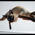 Razas de gatos asiáticos: la elegancia que esconde una factura genética