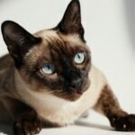 Razas de gatos asiáticos: la elegancia que esconde una factura genética
