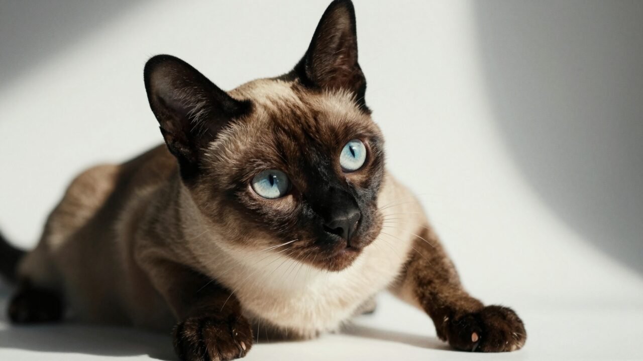 Gato asiático de ojos almendrados y pelaje elegante mirando a cámara