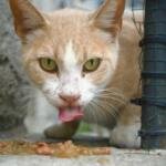 Comida casera para gatos: ¡Lo que nadie te cuenta!