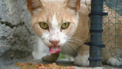 comida casera para gatos