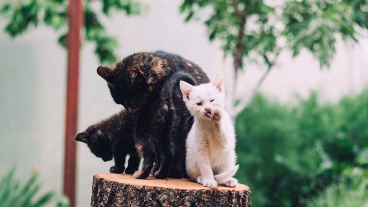 A cat's life stages and what to watch for at each age how long do cats live — A cat's life stages and what to watch for at each age