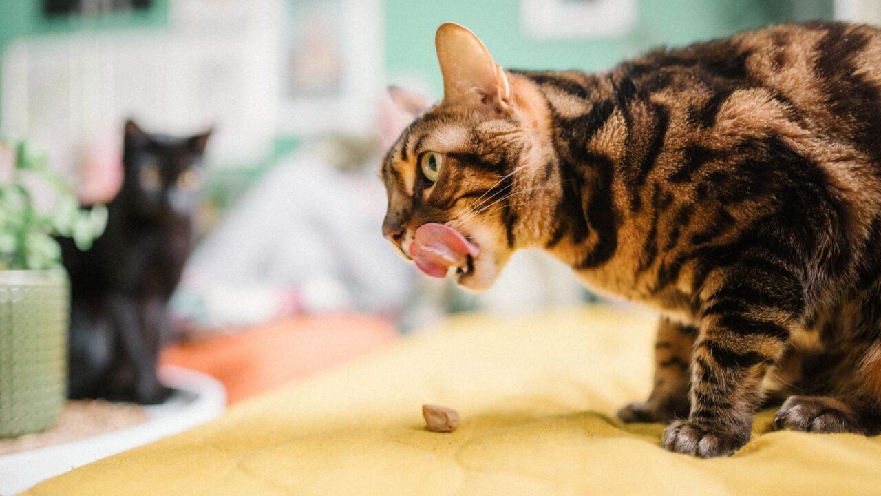 Il tonno è totalmente proibito? La verità onesta tonno per gatti — Il tonno è totalmente proibito? La verità onesta