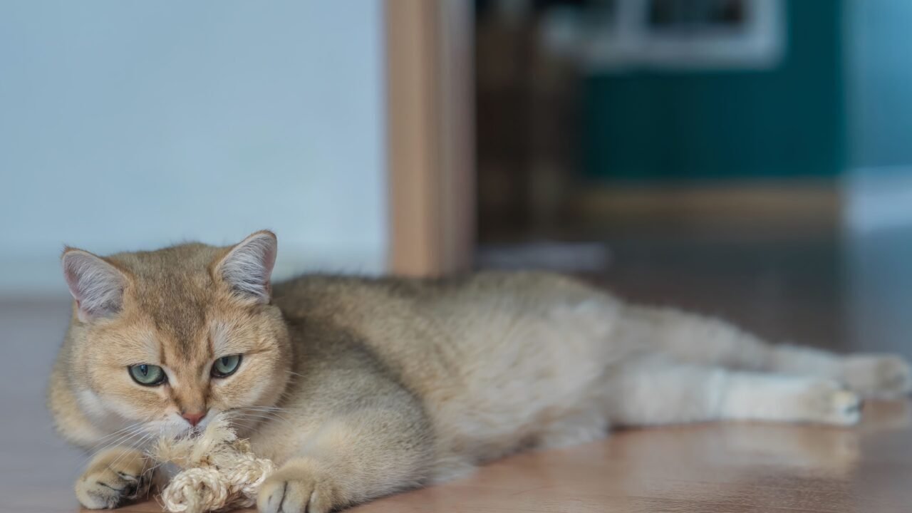 I segnali che arrivano prima della diagnosi tonno per gatti — I segnali che arrivano prima della diagnosi