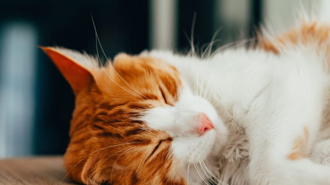 El ronroneo que te manipula (y funciona siempre) por qué ronronean los gatos — El ronroneo que te manipula (y funciona siempre)