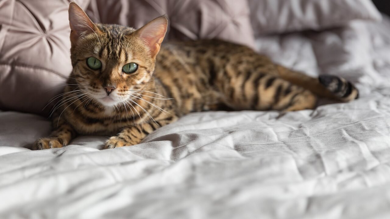 8. Bengalí — el leopardo que cabe en tu salón (5.000 a 25.000 $) gatos más caros del mundo — 8. Bengalí — el leopardo que cabe en tu salón (5.000 a 25.000 $)