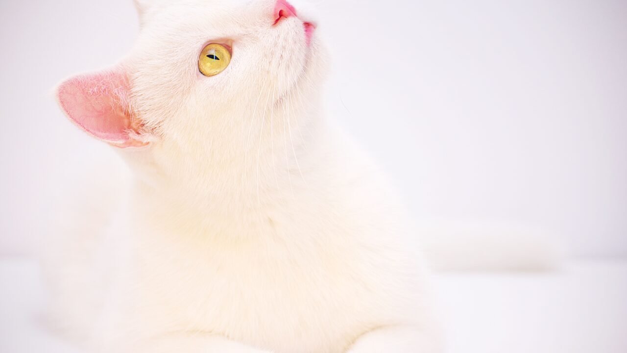 Gatto bianco dagli occhi azzurri che guarda in camera