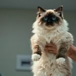 Compré un gato Ragdoll y nadie me advirtió esto (la verdad honesta)