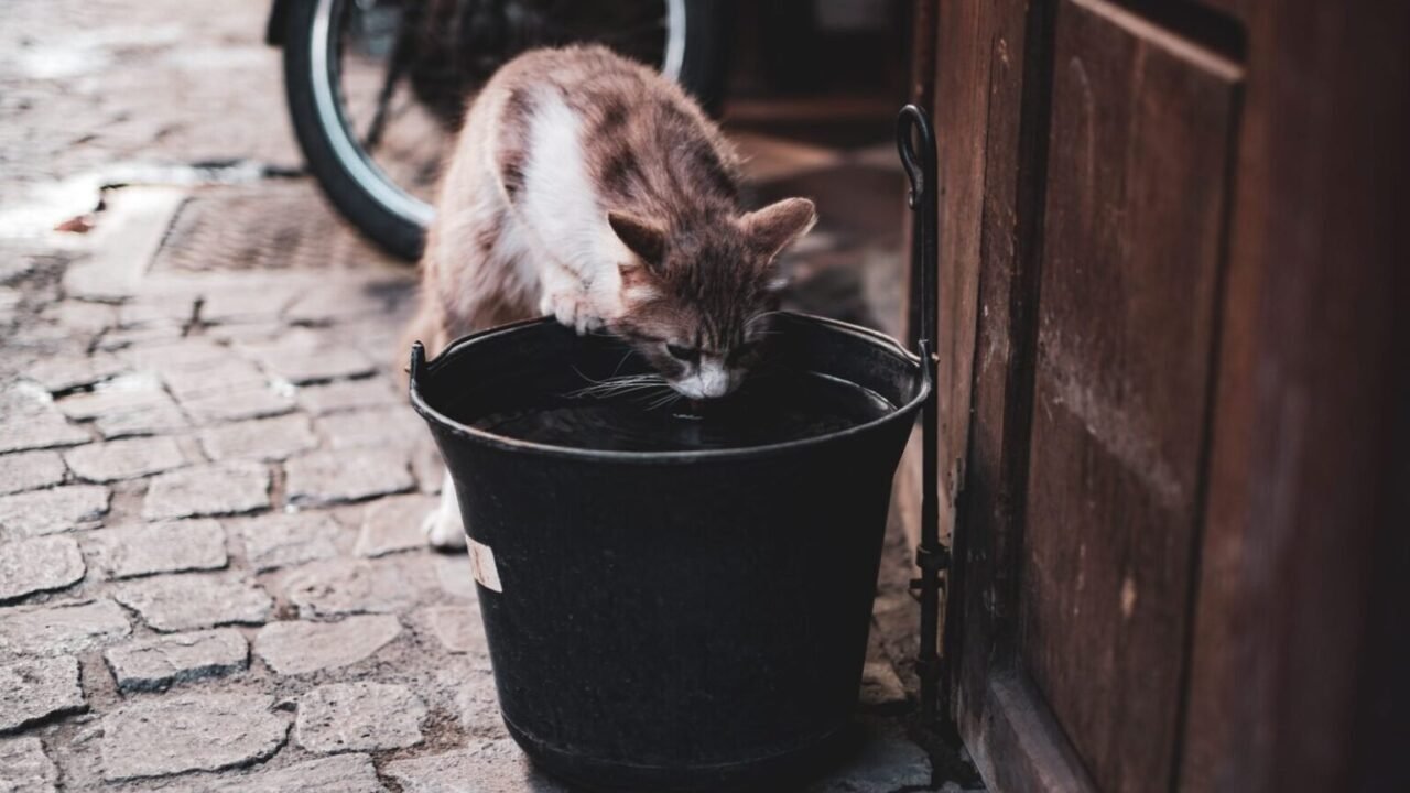 La 'porta magica' e l'acqua che affascina Il gatto ti segue in bagno — La 'porta magica' e l'acqua che affascina