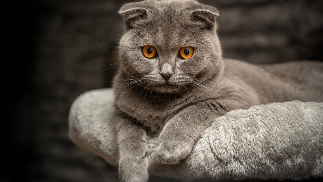 Adult gray Scottish Fold with folded ears