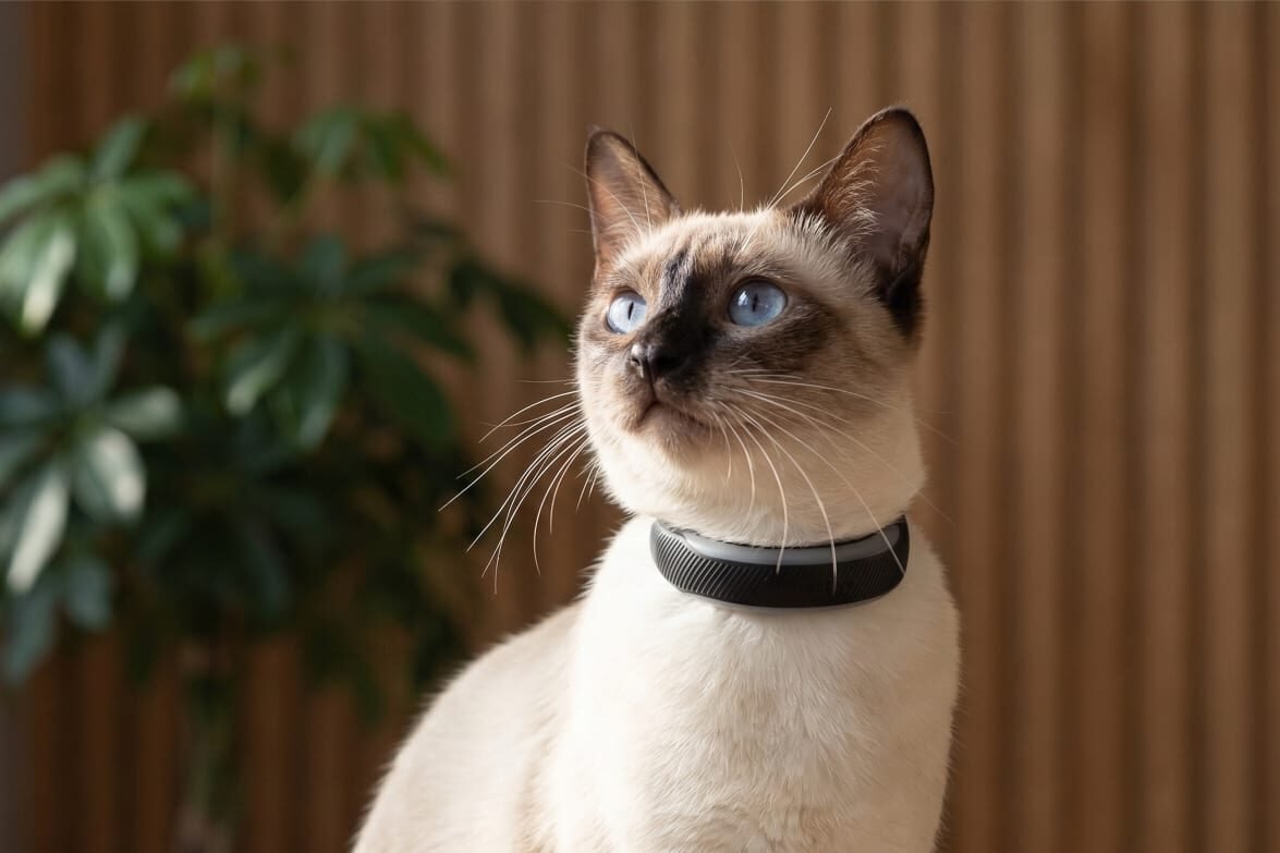 Gato con Tractive CAT 6 Mini, localizador GPS para gatos