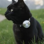 Mejor GPS para gatos: precisión, peso y suscripción antes de comprar