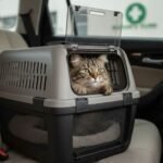 Mejor transportín para gatos para coche y veterinario: la puerta importa más que el color
