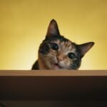 Perché il gatto morde mentre lo accarezzi: il morso arriva molto prima dei denti