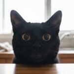 Gatto beve poco? I segnali in casa che quasi tutti ignorano prima della disidratazione