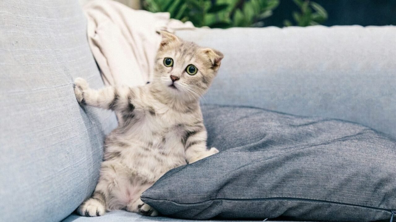 por qué mi gato no usa el rascador — Los 7 errores que vuelven irresistible a tu sofá
